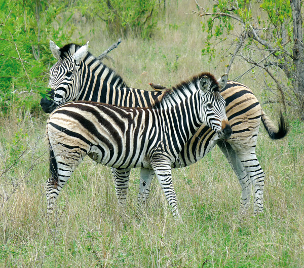 Microfasertuch mit Motiv Zebras