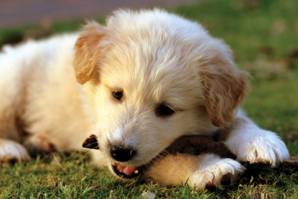 Microfasertuch mit Motiv heller Hund