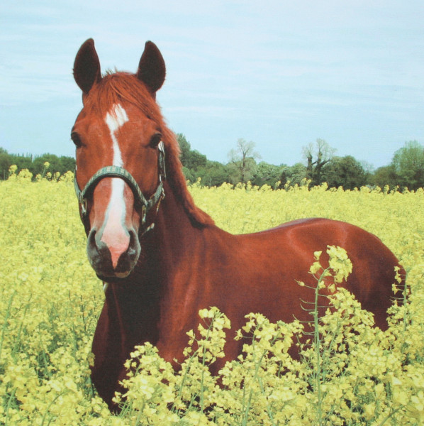 Microfasertuch mit Motiv Pferd im Rapsfeld